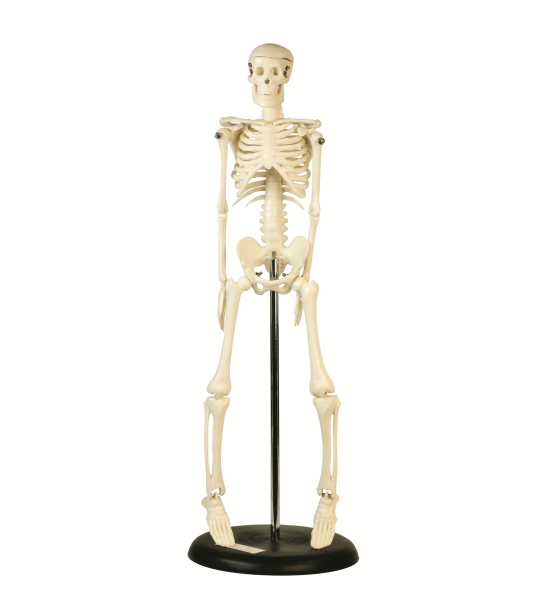 Modelo anatómico de 85 cm para estudio y soporte del esqueleto