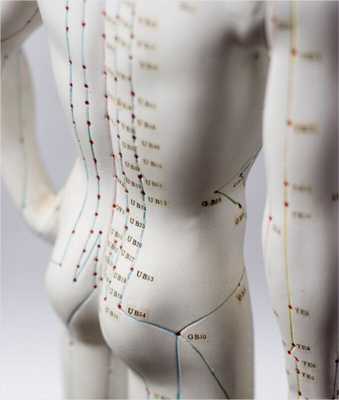 maniquí puntos acupuntura espalda