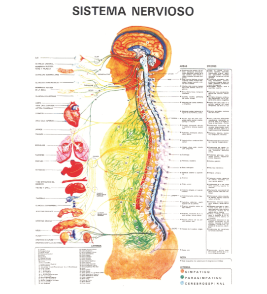 Print nervous system (plastic ) DINA3
