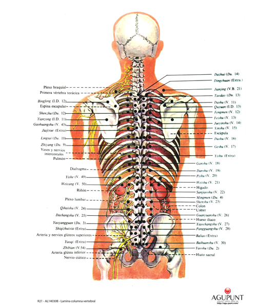 Lamina columna vertebral A3